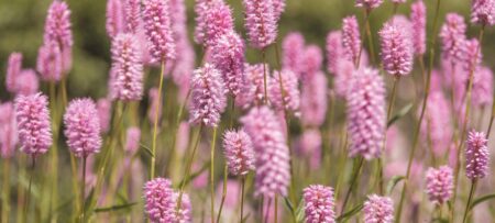 A closeup picture of pink flowers in a green meadow.